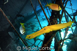 Life under the jetty of Mabul. by Miguel Cortés 
